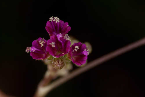 Boerhavia diffusa #2